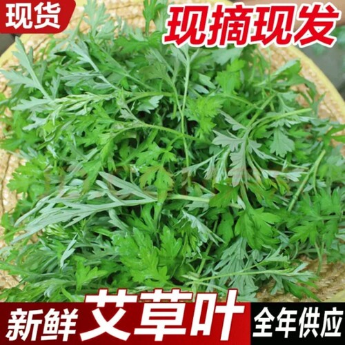 福建新鲜端午除晦艾草艾叶艾蒿艾叶青团嫩泡脚洗头月子艾绒艾灸