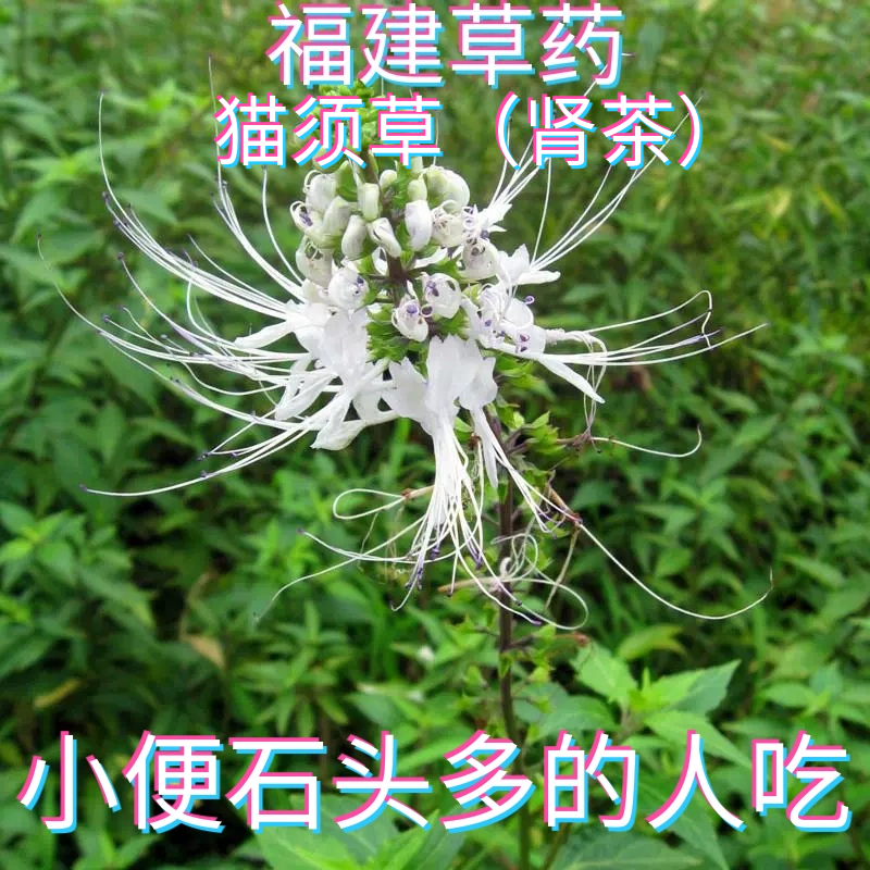 福建草药肾茶猫须公滑石草晒干猫须草新鲜猫须草茶肾草无硫腰只草