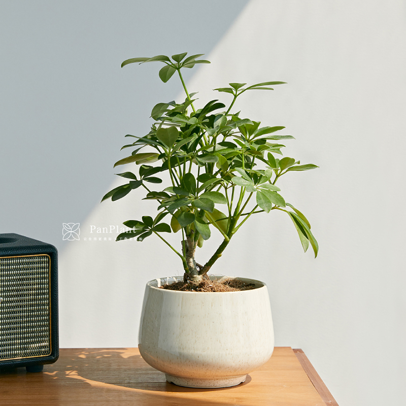 鸭掌木盆栽植物室内绿植吉祥树鸭脚木小盆景四季常绿耐阴超好养