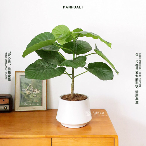 超好养爱心榕树盆栽室内客厅绿植