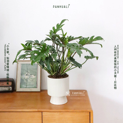 超好养小天使仙羽蔓绿绒室内植物