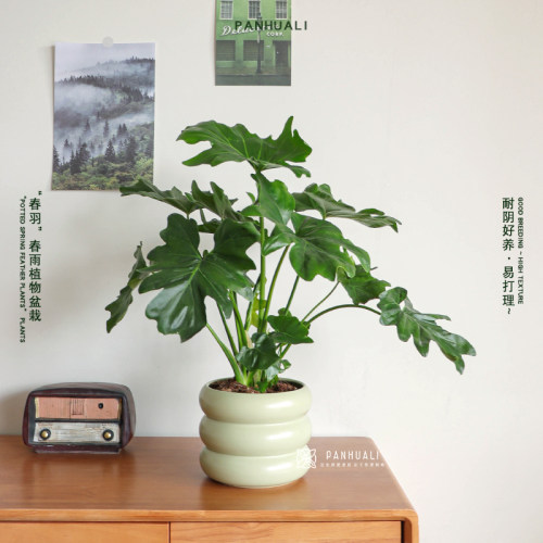 耐阴好养春羽蔓绿绒室内绿植盆栽