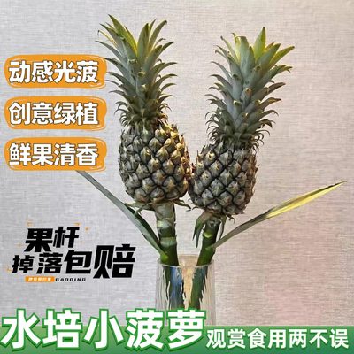 带杆水培菠萝凤梨水培可食用