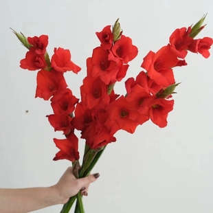 精选剑兰唐菖蒲鲜切花家庭客厅花瓶水养鲜花家居摆设植物花卉配花