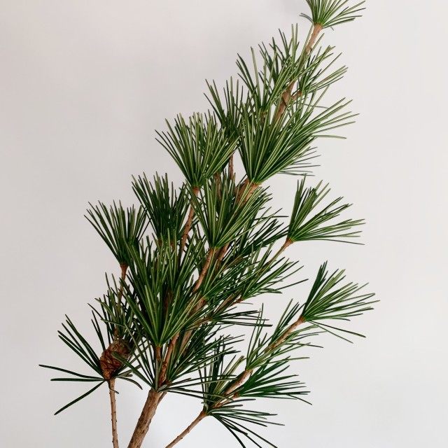 日本进口金松针松鲜切枝水养客厅茶室艺术室内绿植花卉摆设发顺丰