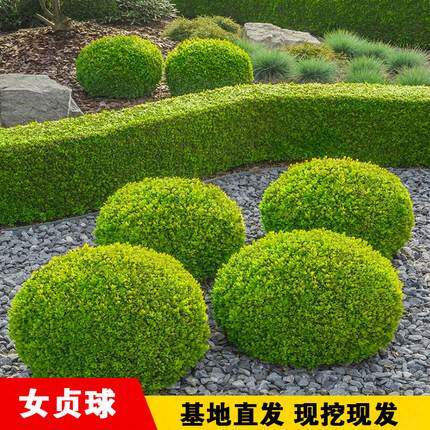 金叶女贞球树苗庭院绿化工程金禾女贞球形树常绿灌木小叶女贞球苗