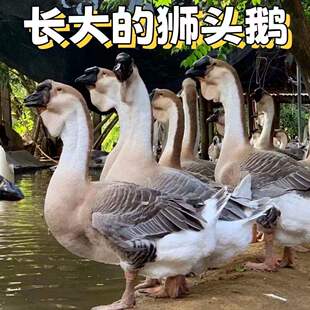正宗狮头鹅狮头鹅苗特大纯种正宗狮头鹅活苗狮子头幼苗现货