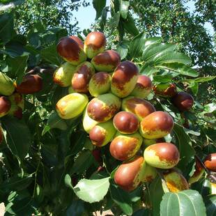 嫁接圆枣子树苗南方北方四季种植果树苗软枣子早脆王特大冬枣子苗