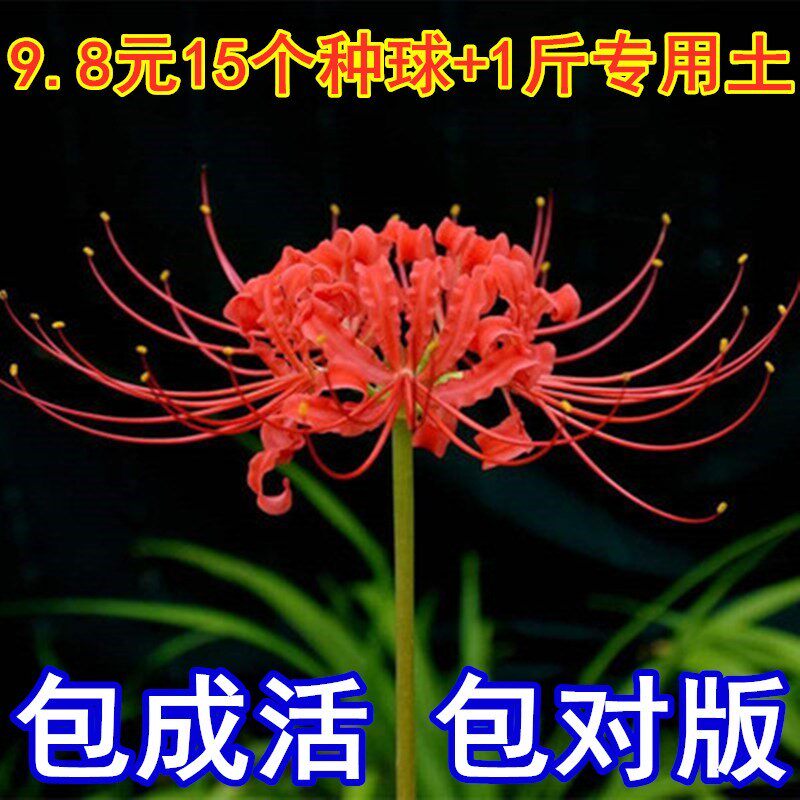 彼岸花种球四季开花卉植物室内 彼岸花种球四季开花卉植物室内花石蒜曼珠沙 梦福缘旗舰店 淘优券