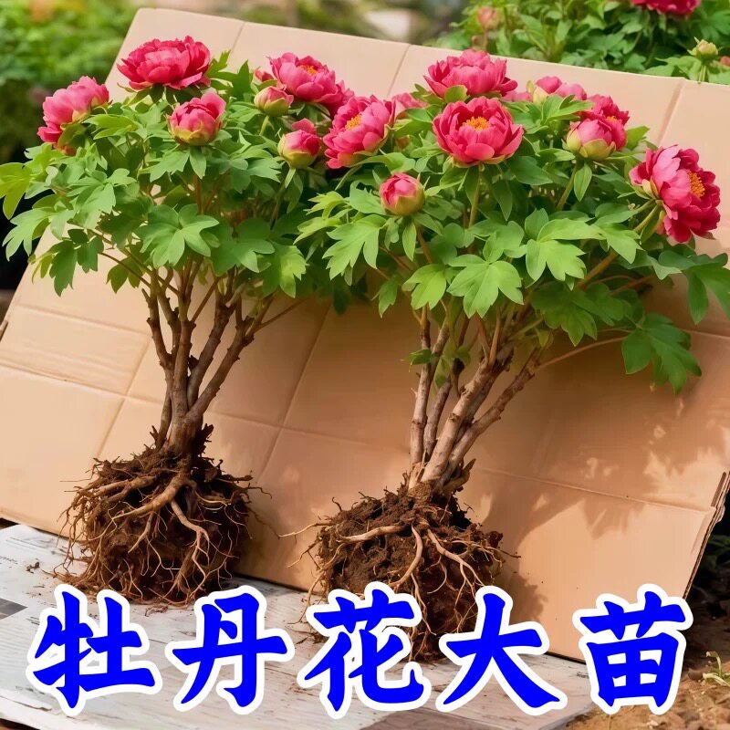 牡丹花苗正宗山东菏泽洛阳芍药鲜花大苗室外盆栽重瓣观赏树苗花卉
