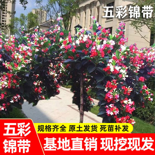 五彩锦带花树苗盆栽庭院别墅四季