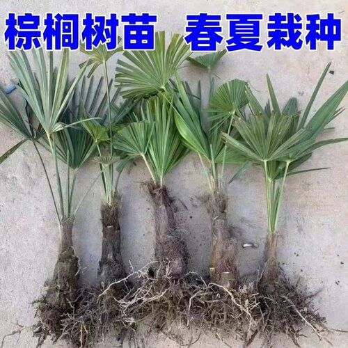 棕榈树苗扇子树苗四季常青