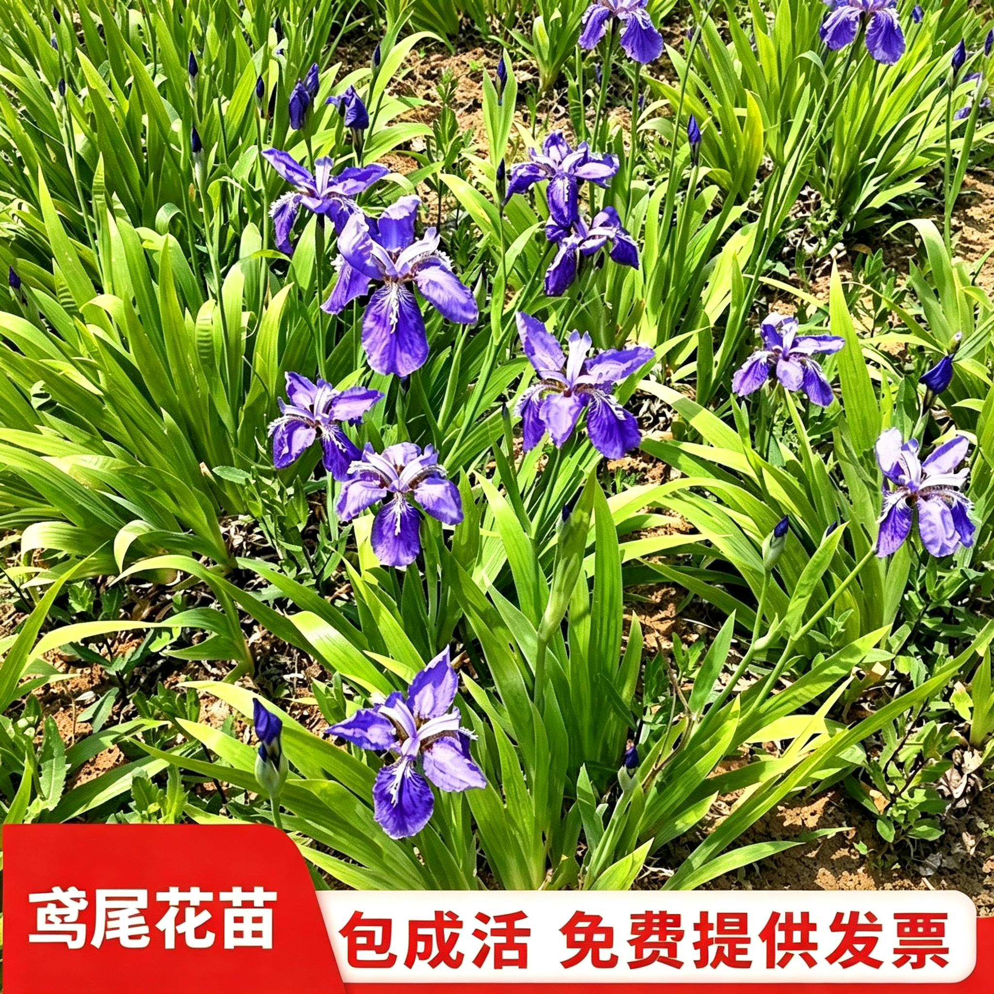 蓝花鸢尾苗庭院别墅花园绿化耐寒地被植物蝴蝶兰花苗盆栽花卉绿植