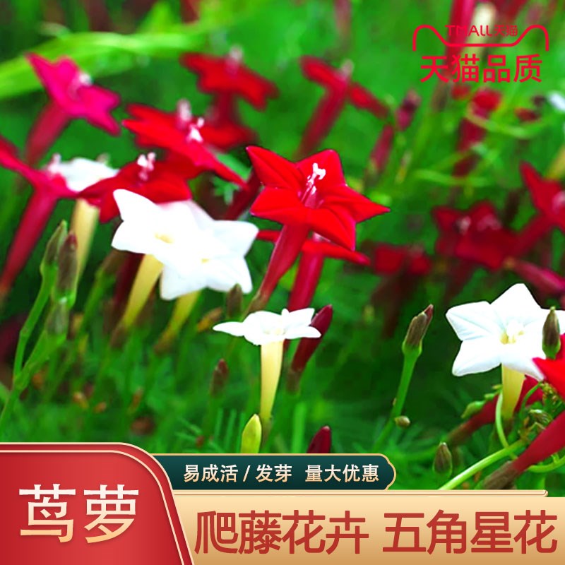 羽叶茑萝花种子四季易种活庭院阳台盆栽爬藤花卉植物五角星花种籽