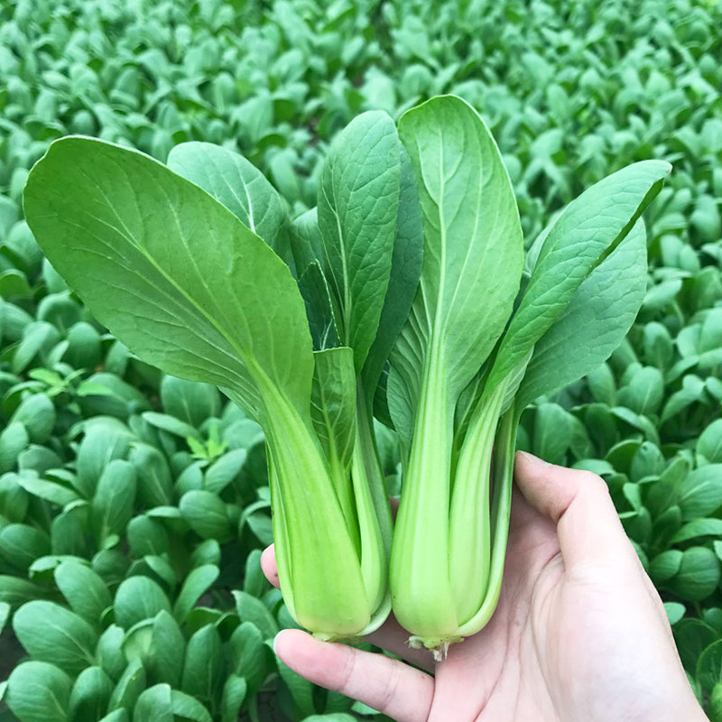 正宗上海青种子小青菜四季春季油菜种籽阳台庭院盆栽南方菜籽孑