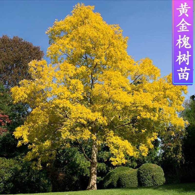 出售黄金槐树苗 嫁接黄金槐 金丝槐 金枝槐枝如黄金庭院绿化 别墅