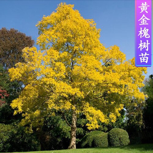 出售黄金槐嫁接黄金槐金丝槐