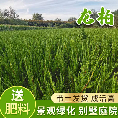 龙柏苗树小球蜀桧塔侧块地宝