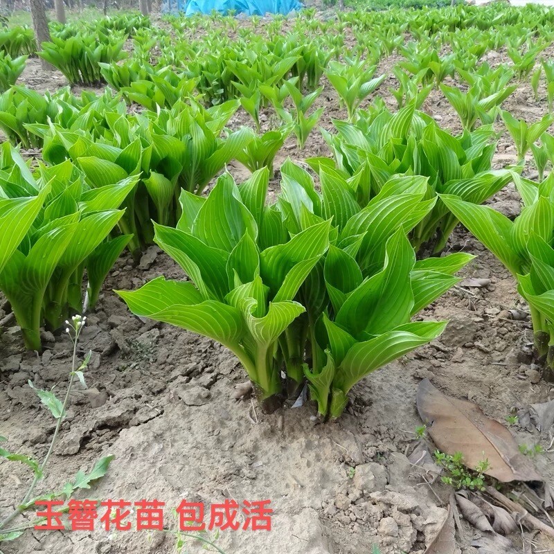 玉簪花苗彩色地被植物金边青耐寒