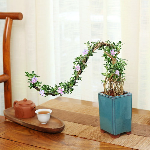 六月雪盆景金边老桩小叶提根阳台