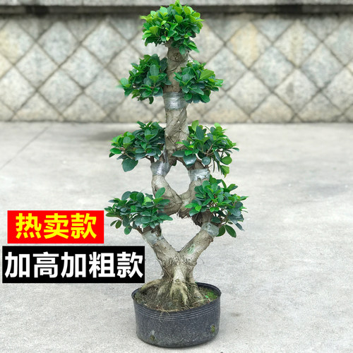 8字S造型榕树盆景小叶榕盆栽