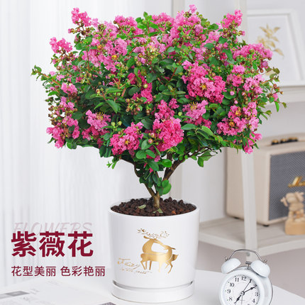 紫薇花盆栽老桩百日红四季好养花卉植物室内阳台庭院耐热绿植树苗