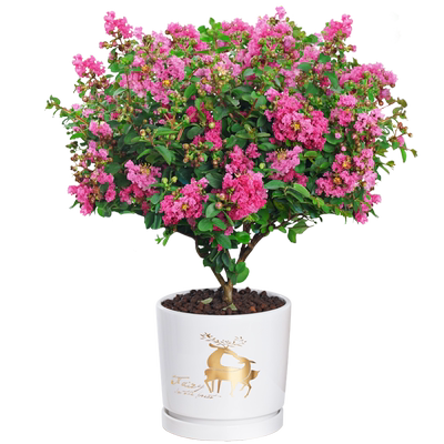 菡艺紫薇花木本花卉庭院绿植盆栽