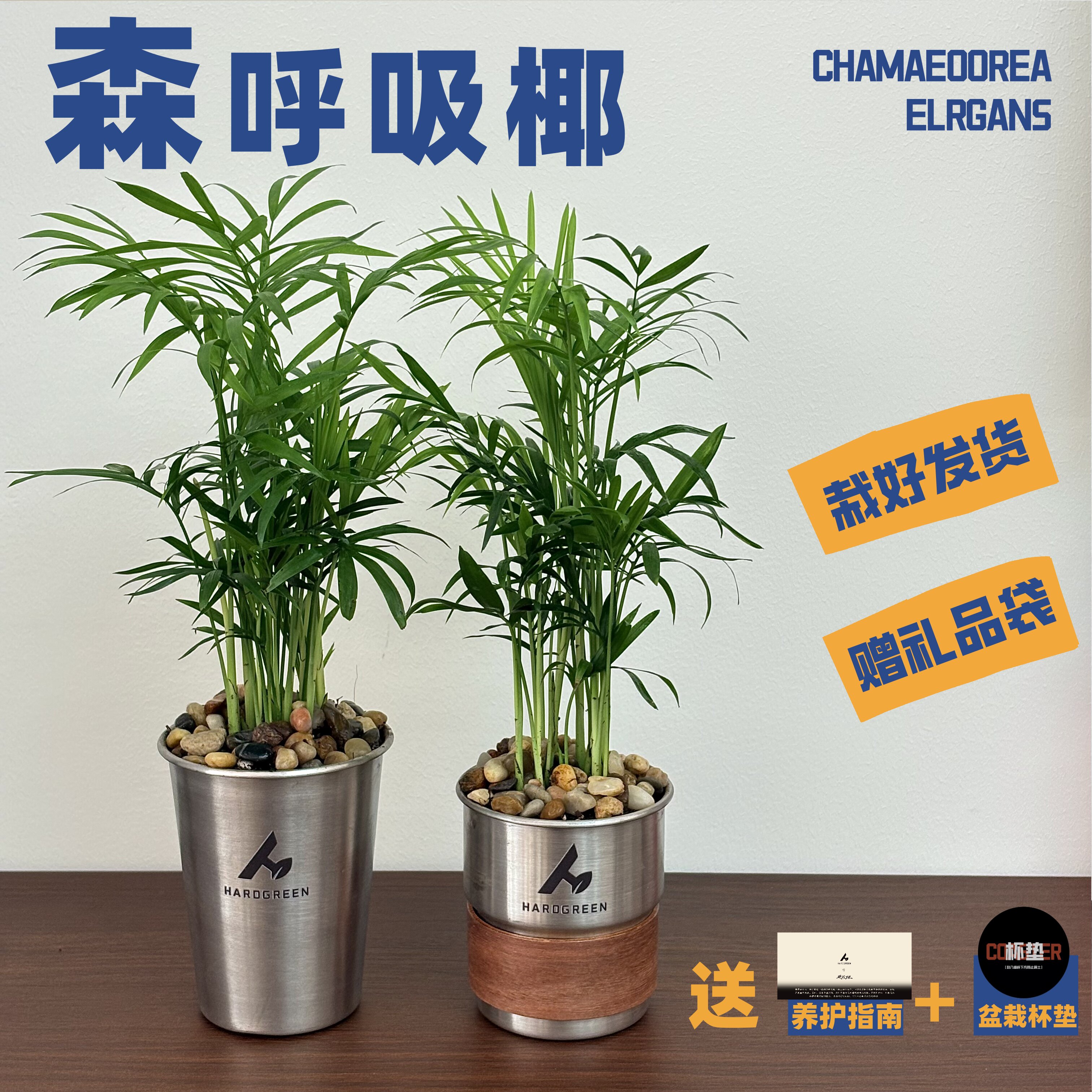 森呼吸椰 袖珍椰子耐阴小盆栽办公室内桌绿植物净化空气简约礼物