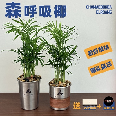 袖珍椰子不锈钢ins盆栽桌面森林