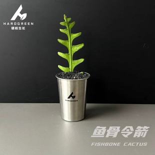 鱼骨令箭 多肉鱼骨室内不锈钢杯绿植ins风盆栽桌面办公室创意礼物