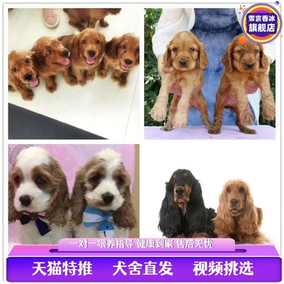 可卡犬纯种英卡幼犬美卡狗黄黑花色可卡猎犬卷毛狗活体宠物可卡狗