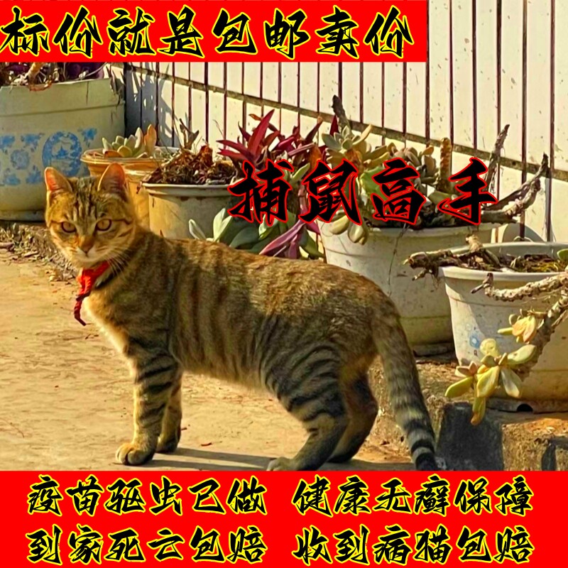 田园猫捕鼠猫中华田园猫狸花猫