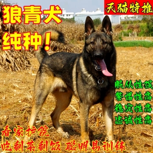 狼青幼犬家养昆明犬宠物狗狗幼崽黑狼青犬看家护院大型犬