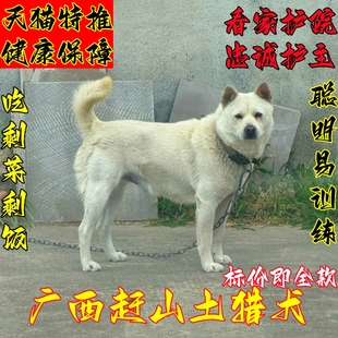 土猎虎头长毛下司犬现货猎犬幼崽赶山犬撵山狗看家打猎田园犬幼犬