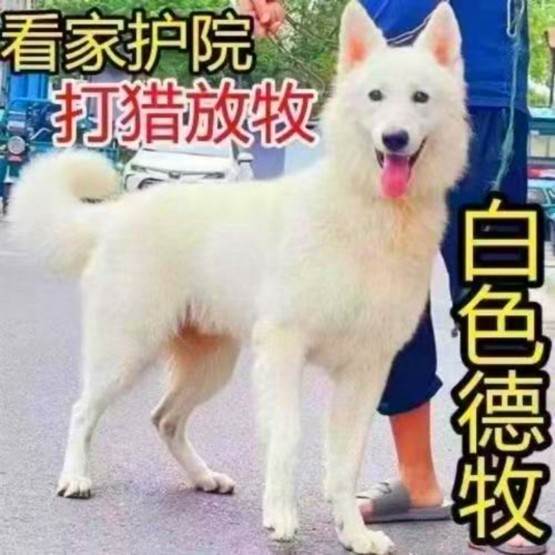 大型放羊纯白幼犬看家狗狗