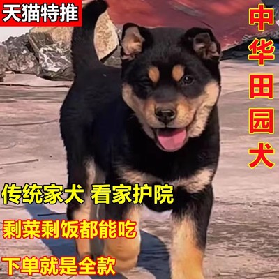 中华田园犬幼犬狗狗领养活家养土狗活体农村四眼纯种看家护院犬物