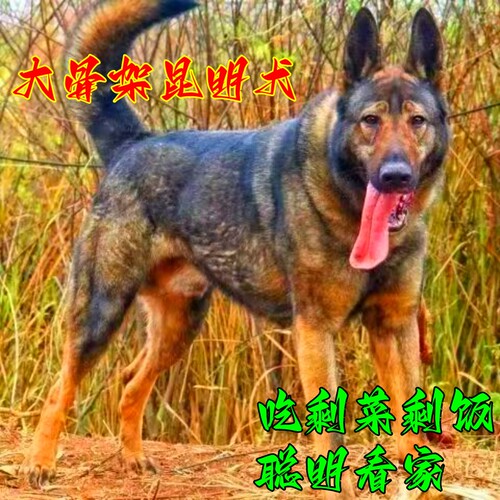 昆明犬幼犬2-3个月狼青犬