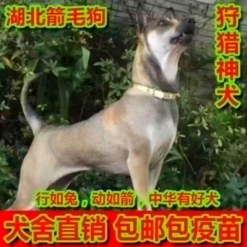 箭毛犬幼犬活体猎兔犬细犬