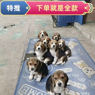 狗狗活体比格幼犬金毛拉布拉多科基边牧萨摩耶混血家养