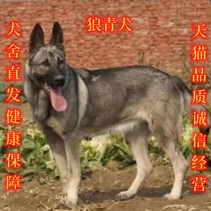 中华狼青犬纯种巨型狼青犬幼犬活体 狼青犬幼犬  新老版狼青