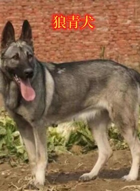 中华狼青犬纯种巨型狼青犬幼犬活体 狼青犬幼犬  新老版狼青