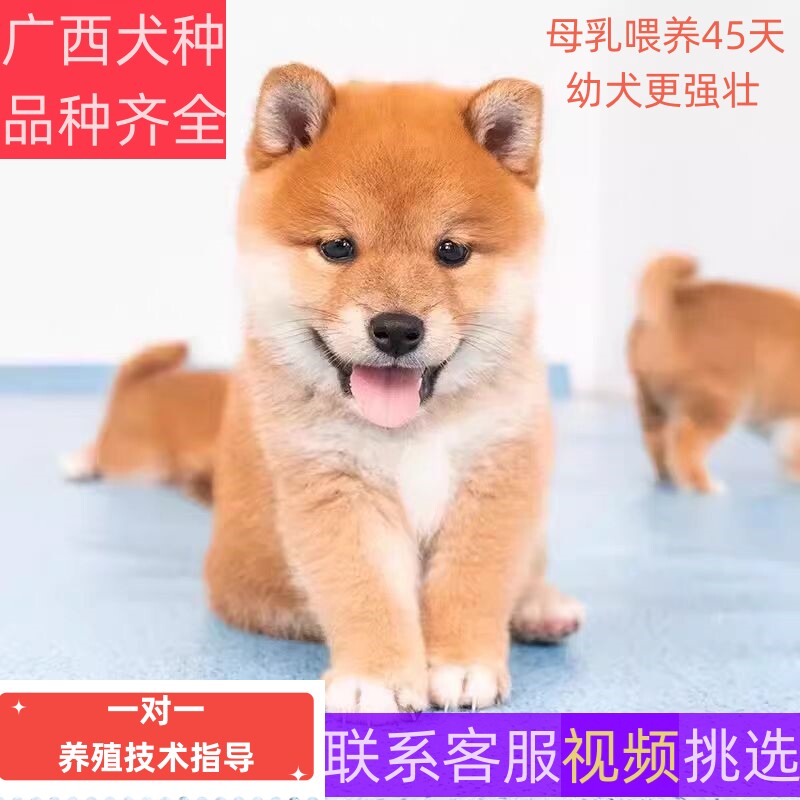 正宗广西土狗苗大骨架狗苗幼崽肉狗中华田园犬提供养殖技术资料