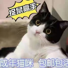 中华田园猫活体成年抓鼠猫咪活物青年猫家养土猫狸花猫橘猫大肥猫