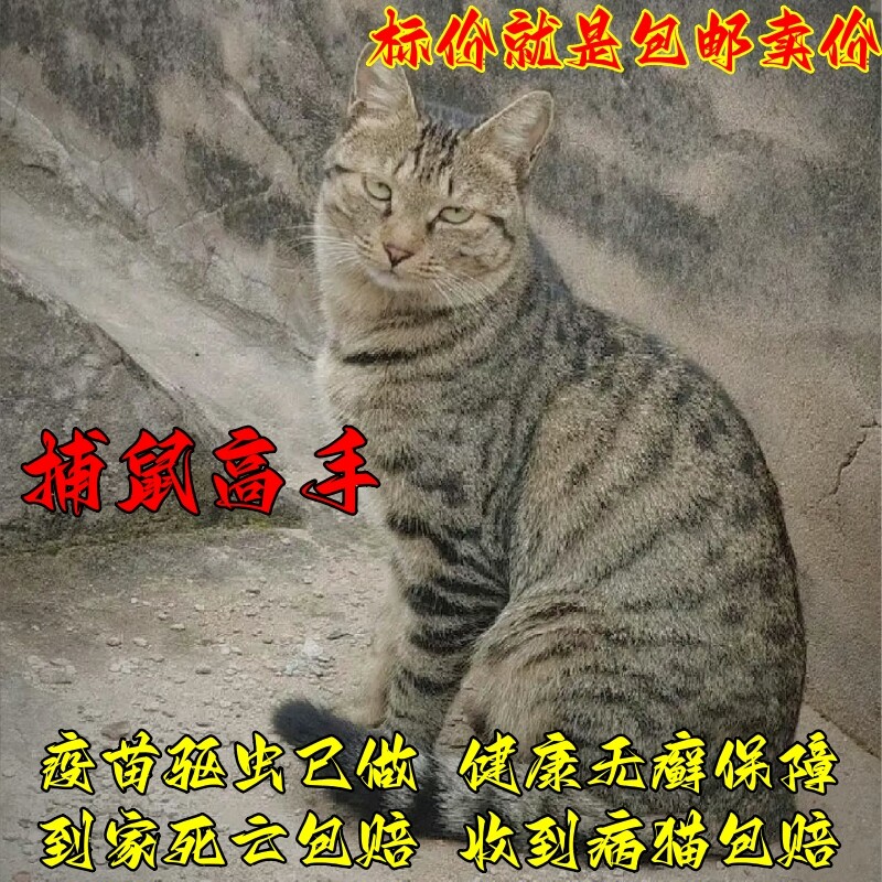 纯种活体中华田园猫活物捕鼠猫