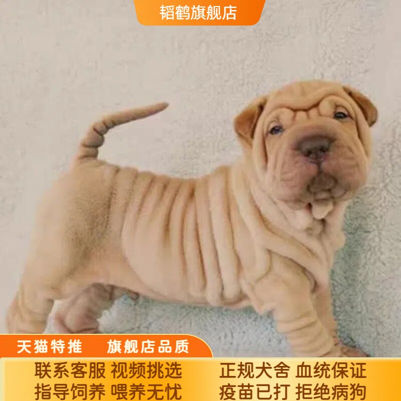 沙皮犬幼犬纯种沙皮狗超便宜小狗萌宠可爱粘人宠物狗幼崽憨厚短腿