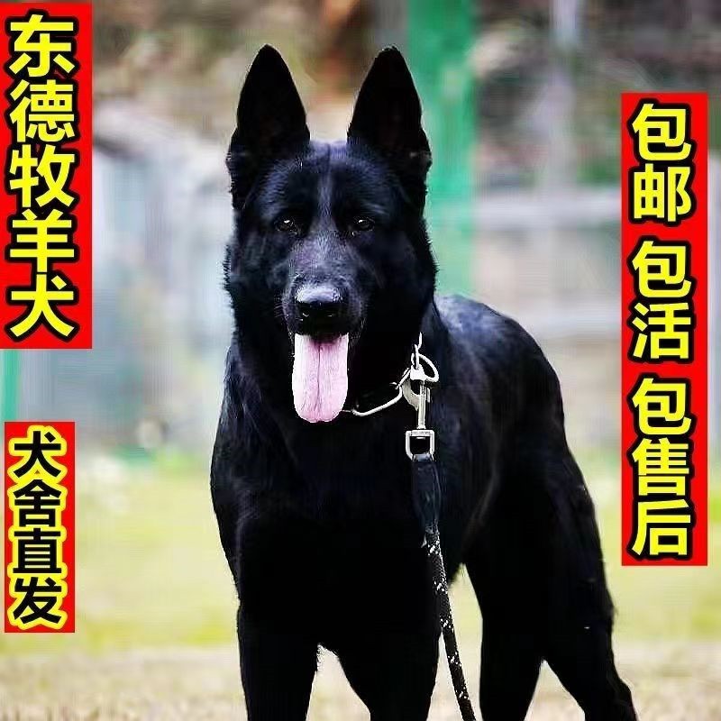 东德牧羊犬 纯种东德幼犬 纯黑东德犬 狼灰东德犬 德牧犬看家护院