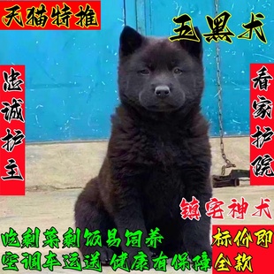 广西土猎犬幼犬虎头虎斑色狗狗赶山犬五黑犬猎犬幼崽活物狗黑狗犬
