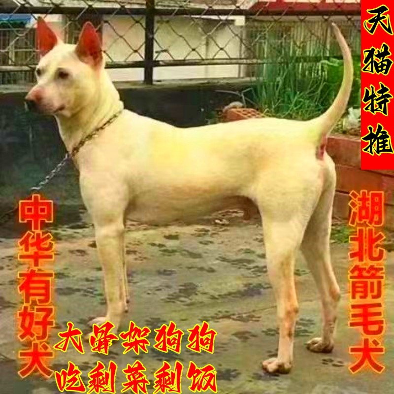 箭毛犬幼犬稀有中华狩猎犬
