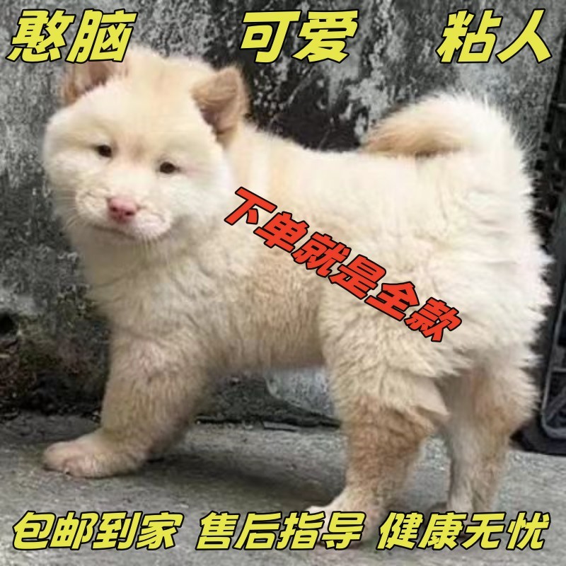 【广西猎犬】活体纯种广西田园犬五赤白土松黑土松黄土松熊犬长毛