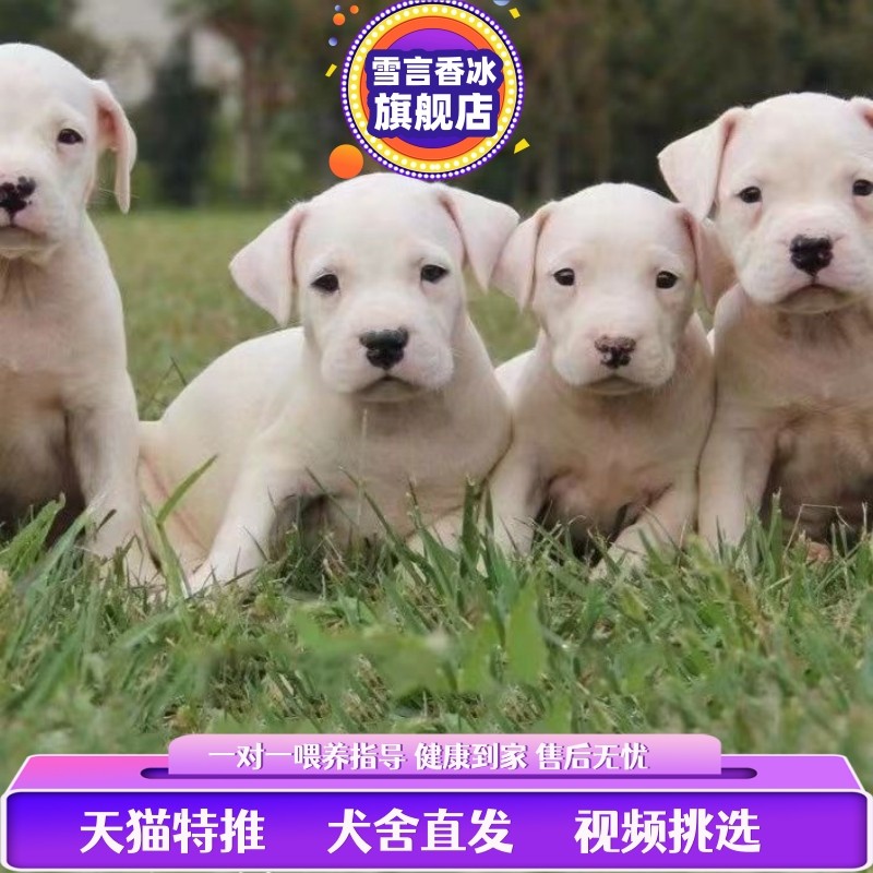 纯种杜高犬幼犬活体 杜高犬猎犬 阿根廷巨型杜高犬纯白海盗眼杜高